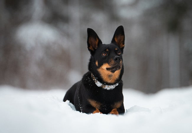 Vet Approved Guide: Recognizing and Preventing Frostbite in Dogs (2025 Edition) ❄️🐶
