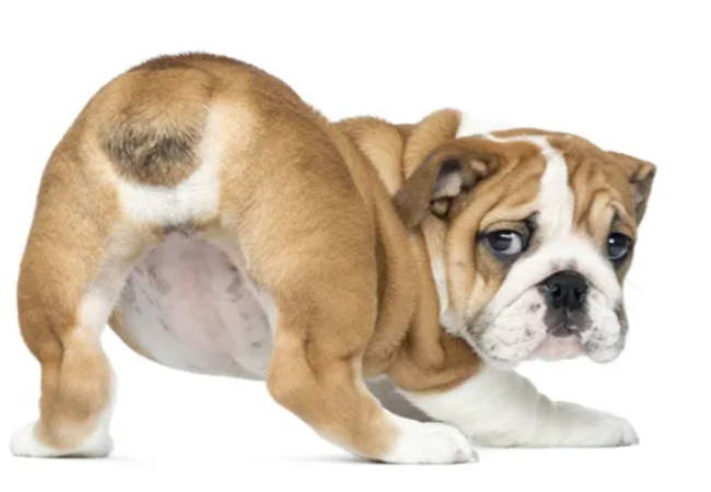 Vet Approved Guide: Rectoanal Polyps in Dogs – Causes, Diagnosis & Treatment 2025 🐶🐾