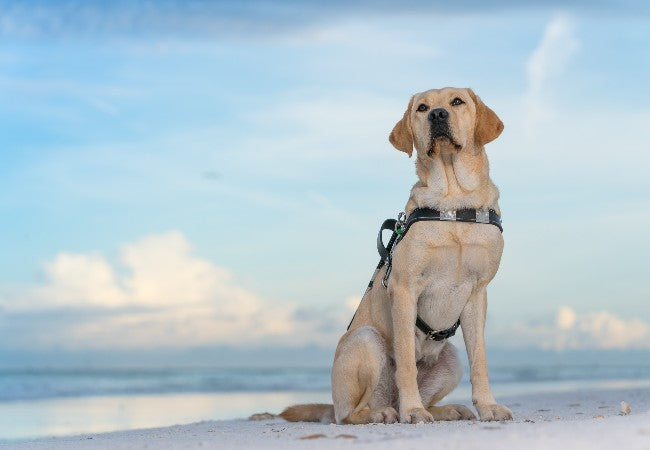Vet Approved Guide: Summer Pet Safety Tips to Beat the Heat in 2025 🐶🐱