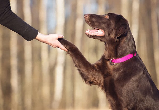 Vet Approved Guide: Top Obedience Training Tips for Dogs Mastering Canine Commands in 2025 🎓🐶