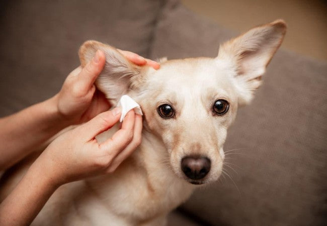 Vet Approved Guide: Understanding Normal Earwax in Dogs 2025 🩺🐶