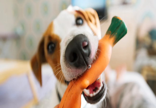 Vet Approved Guide: Why Do Dogs Love Squeaky Toys? Unpacking the Science Behind the Squeak 2025 🐶🐾