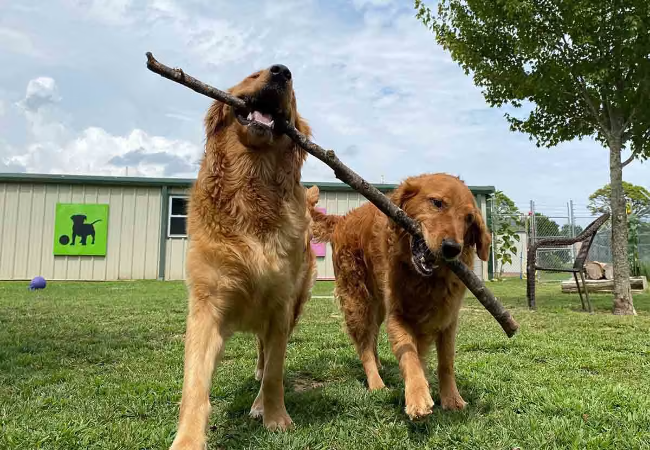 Vet Approved Guide to Boarding Your Dog: Ensuring a Safe and Happy Stay in 2025 🏨🐶