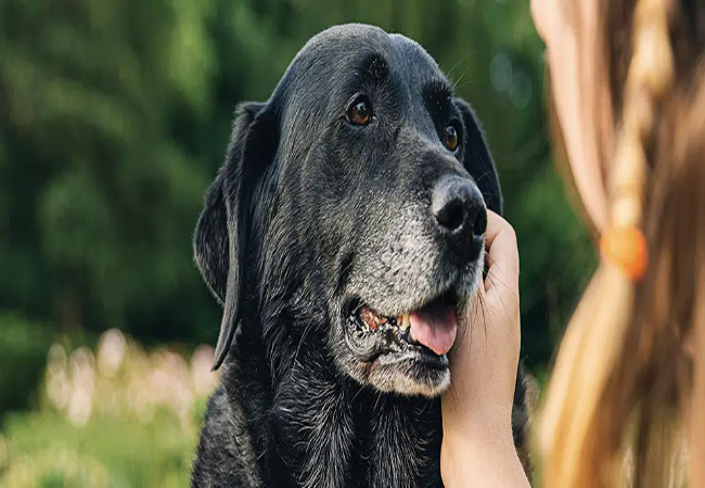 Vet‑Approved Guide to Canine Dementia (Cognitive Dysfunction) in 2025 🐾🧠