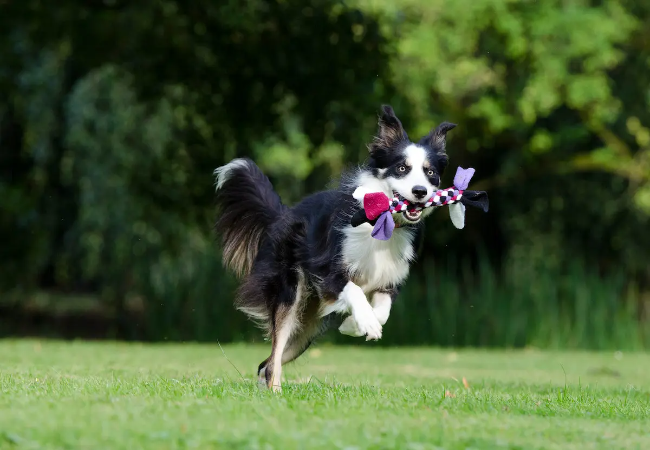 Vet Approved Guide to Exercising with Your Dog: Boost Health & Bonding in 2025 🏃♂️🐶
