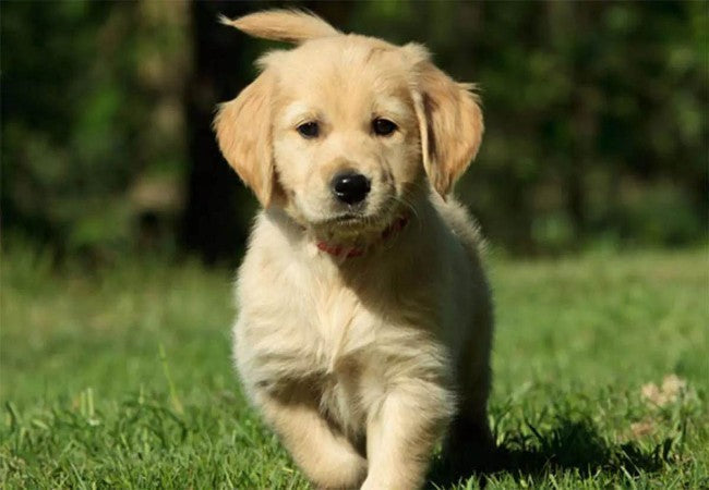 Vet Approved Hunting Safety Tips for Dogs 2025 🐶🩺