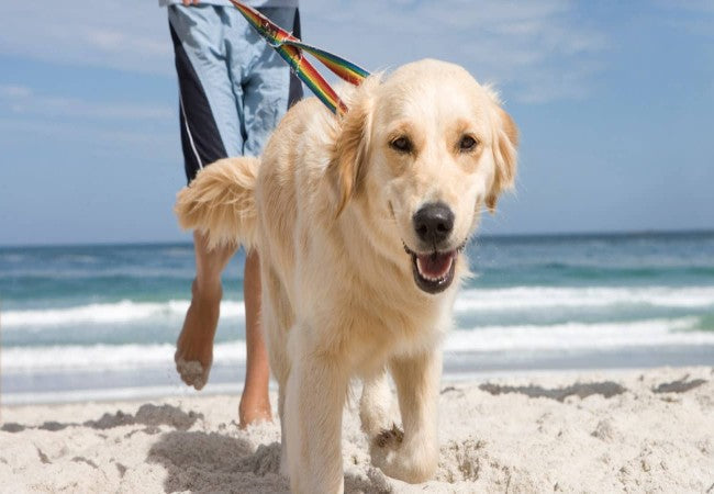 Vet Approved Summer Dog Walking Tips: Heat Safety, Paw Care & Hydration (2025)🩺🐶