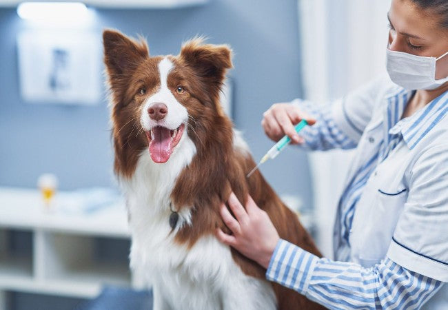 Vet Approved Warning: Why You Should Never Vaccinate Your Dog or Cat Yourself (2025)🩺🐶