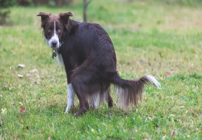 Vet Dual Guide to Clostridial Enterotoxicosis & Food Reactions in Dogs 2025 🐶🩺