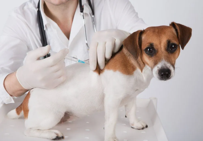 Vet Guide to 2025: Bordetella (Kennel Cough) Vaccine for Dogs — Protection, Schedule & Smart Monitoring 🐶🩺