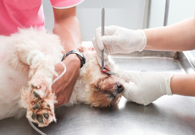 Vet Guide to 2025: Most Common Dog Eye Injuries — Symptoms, Treatment & Smart Monitoring 🐶🩺