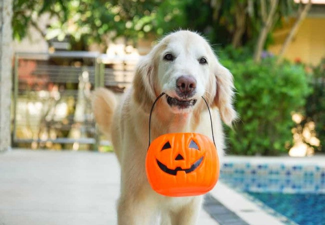 Vet Guide to 2025 Dangerous Halloween Candies for Dogs: What to Avoid & Emergency Steps 🩺🐶
