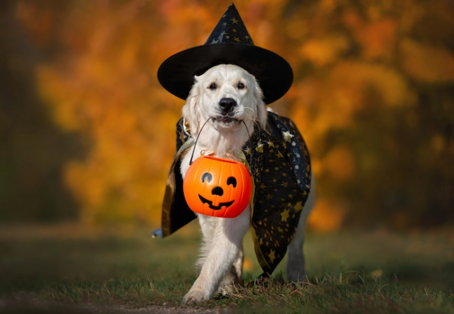 Vet Guide to 2025 Halloween Pet Costume Safety: Comfort, Hazards & Calming Tips 🐶🐱🩺