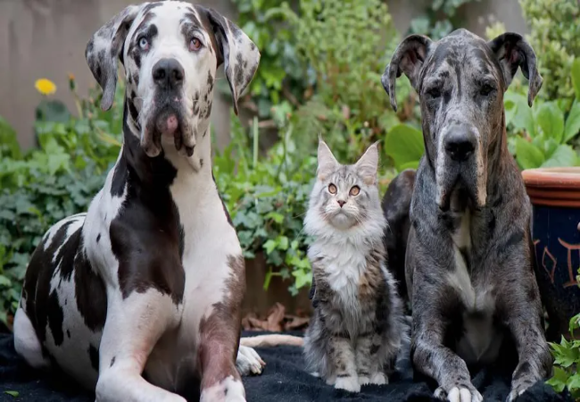 Vet Guide to 2025: How Much Does Pet Insurance Cost? Average Monthly & Annual Rates 🐶🩺