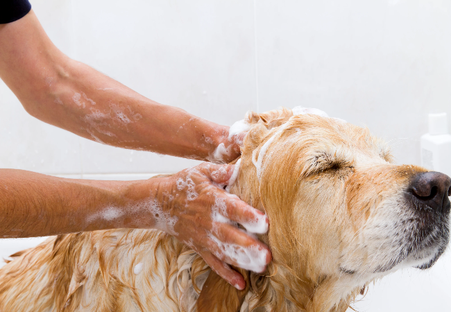 Vet Guide 2025 How Often to Bathe Your Dog Healthy Skin Tips 🐶🩺