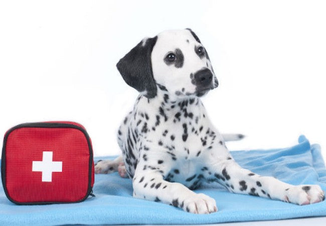 Vet Guide to 2025 Pet First‑Aid Kits: Must‑Have Items & Emergency Care 🩺🐶