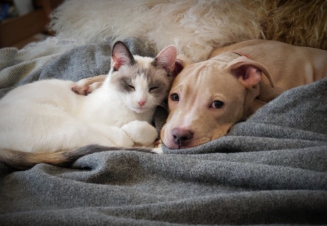 Vet Guide to 2025: Does Seasonal Affective Disorder Affect Dogs and Cats? — Recognize Signs & Boost Mood Year‑Round 🐶🐱🩺