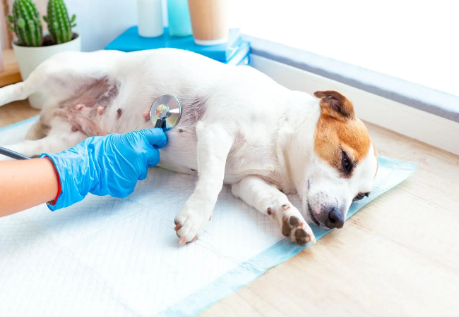 Vet Guide to Chronic Gastritis in Dogs 2025 🐶🩺