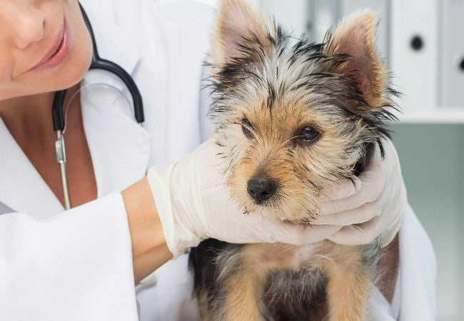 Vet Guide to Cirrhosis & Fibrosis of the Liver in Dogs 2025 🐶🩺