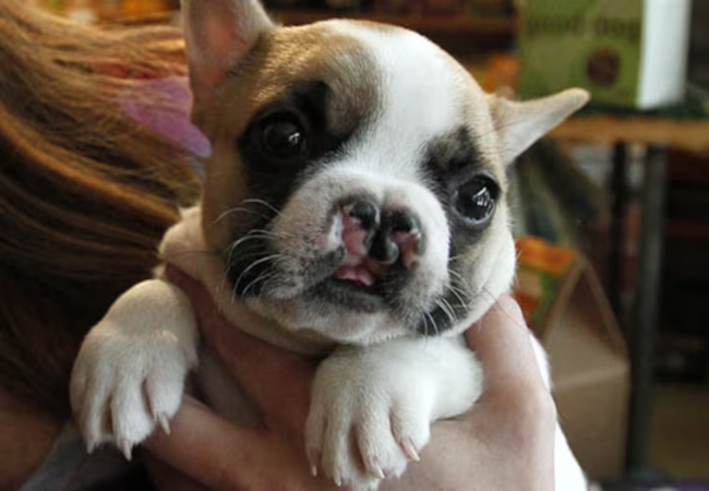 Vet Guide to Cleft Palate in Dogs 2025 🐶👄