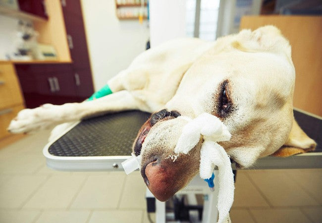 Vet Guide to Coagulation Factor Deficiencies in Dogs 2025 🐶🩸