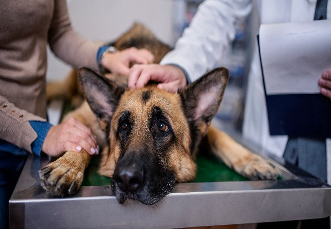 Vet Guide to Cold & Flu Medication Toxicity in Dogs 2025 🐶⚠️