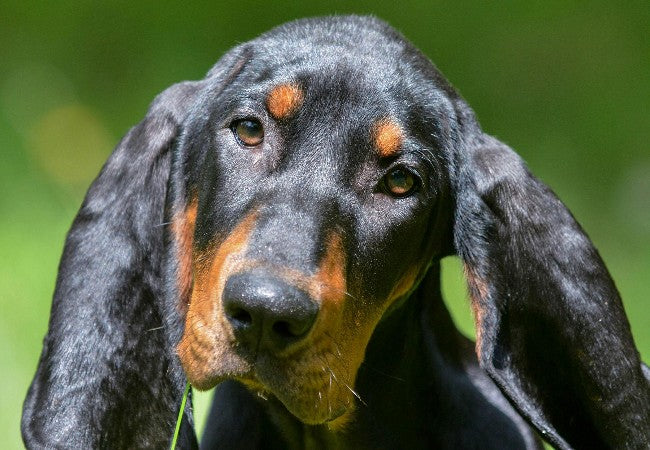 Vet Guide to Coonhound Paralysis in Dogs 2025 🐶🧠