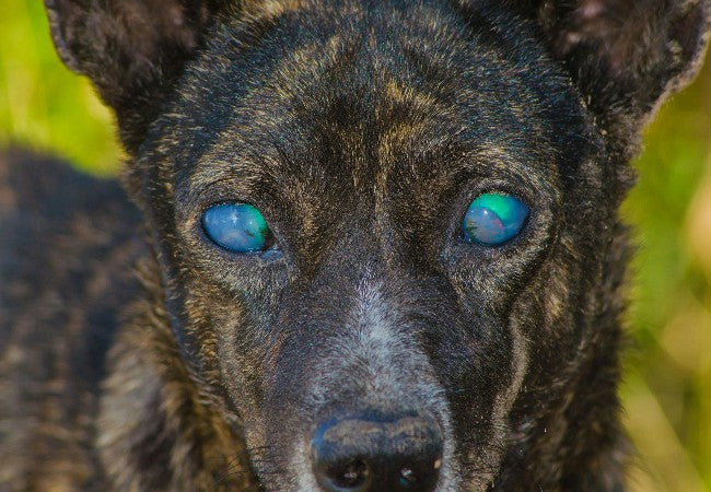 Vet Guide to Corneal Degenerations & Infiltrations in Dogs 2025 🐶🩺