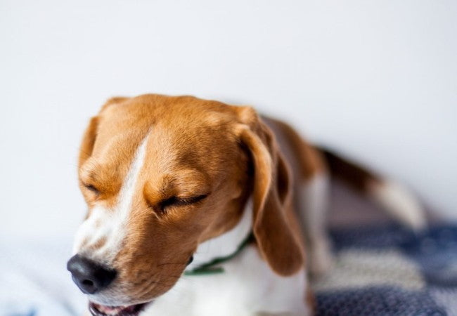 Vet Guide to Cryptosporidium in Dogs 2025 🐶🩺