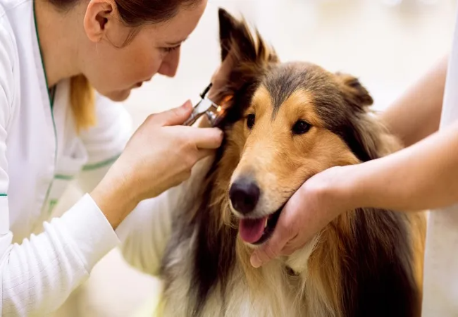 Vet Guide to Deafness in Dogs 2025🐶🩺