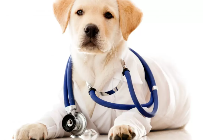 Vet Guide to Diabetes Insipidus in Dogs 2025 🐶🩺
