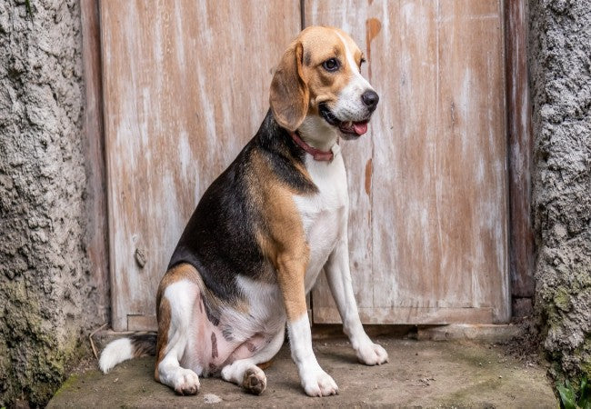 Vet Guide to Diabetes Mellitus with Ketoacidosis in Dogs 2025 🐶🩺