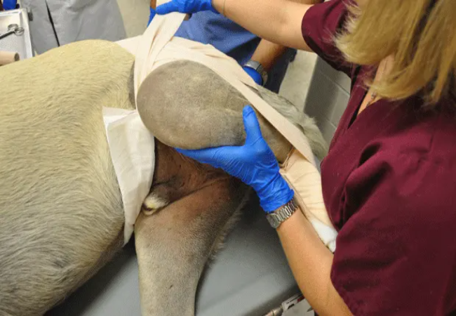 Vet Guide to Dislocated Hip in Dogs 2025 🐶🩺