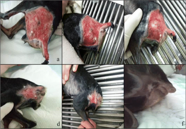Vet Guide to Disseminated Intravascular Coagulation (DIC) in Dogs 2025 🐶🩺