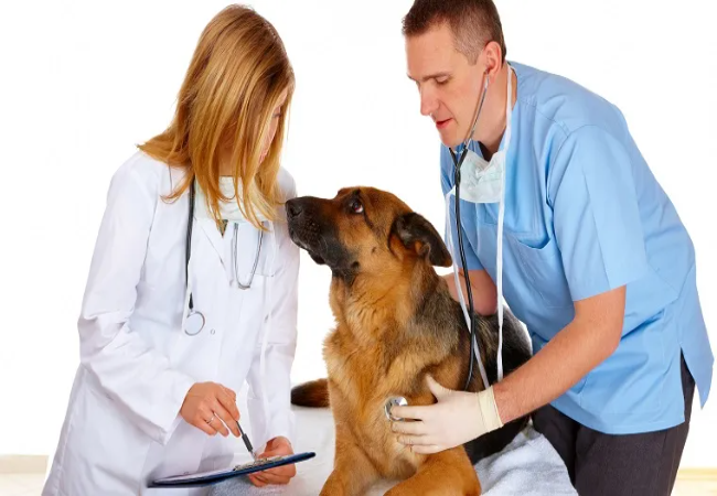 Vet Guide to Ebstein’s Anomaly in Dogs 2025 🐶❤️