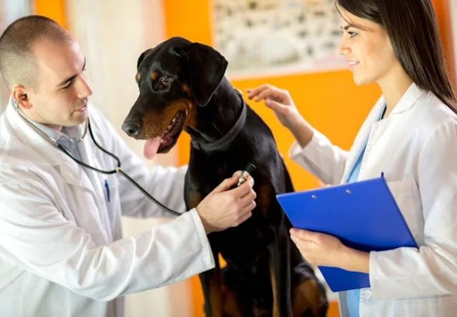 Vet Guide to Heart Septal Defects in Dogs 2025 🐶🩺