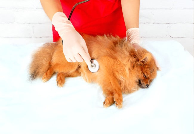 Vet Guide to Right-Sided Congestive Heart Failure in Dogs 2025 🐶💧