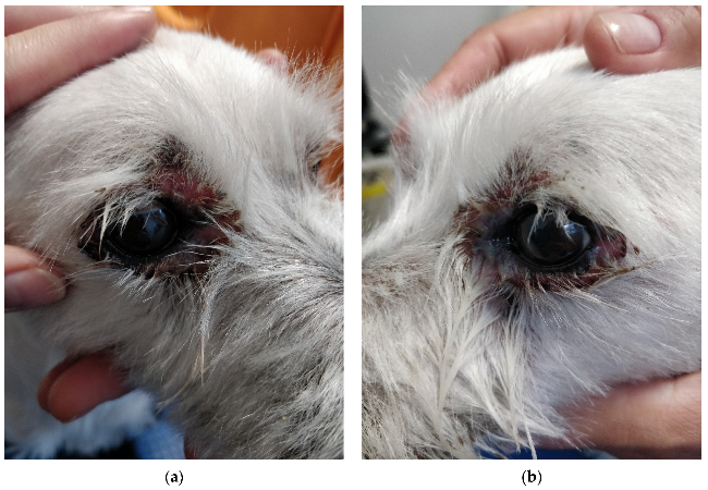 Vet Guide to Superficial Necrolytic Dermatitis in Dogs 2025 🐶🩺