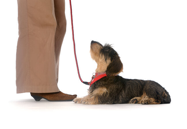 Vet & Trainer-Pro Approved Dog Training in 2025 – Why Professional Guidance Matters 🐶💡