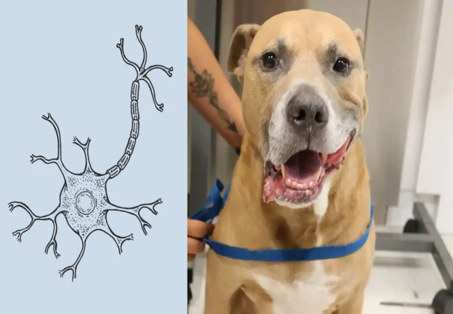 Vet’s 2025 Guide: Salivary Mucocele & Gingivitis in Dogs 🐶✨🩺