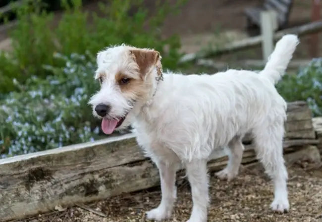 Vet’s 2025 Guide to Canine Myelodysplastic Syndromes – Blood Stem Cell Disorders Explained🩺