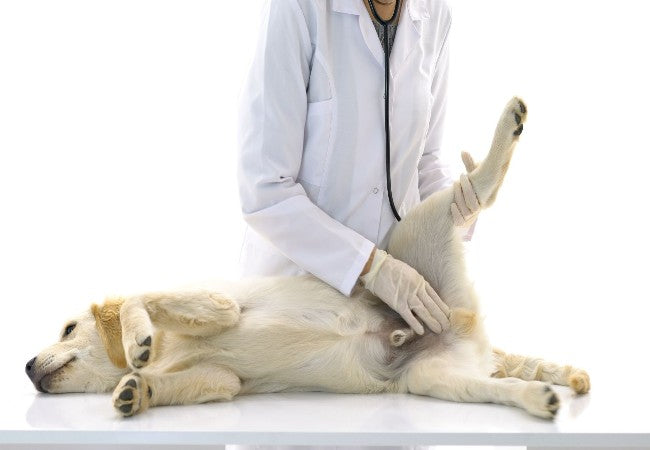 Vet’s 2025 Guide to Canine Paraphimosis Urgent Care for “Stuck Penis”🩺
