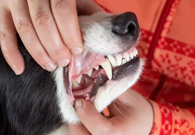 Vet’s 2025 Guide to Canine Periodontal Disease 🦷 Healthy Gums for Happy Dogs🩺