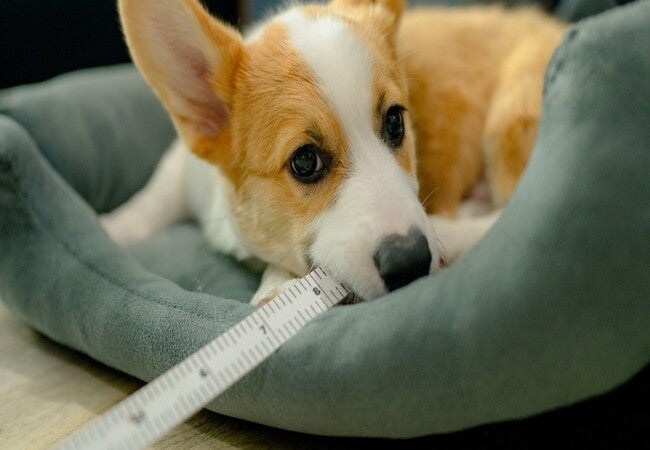 Vet’s 2025 Guide to Canine Pica 🐶 Why Dogs Eat Non-Food Items & What To Do🩺