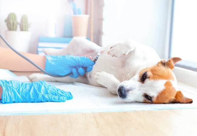 Vet’s 2025 Guide to Canine Pyometra 🩺 Emergency Care, Diagnosis & Recovery