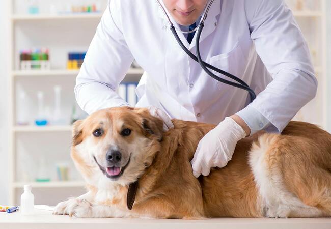 Vet’s 2025 Guide to Canine Sperm Abnormalities – Causes, Diagnosis & Care 🐾✨🩺