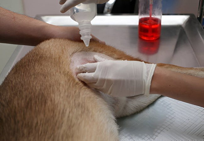 Vet’s 2025 Guide to Chemodectoma in Dogs – Diagnosis, Treatment & Prognosis 🐶