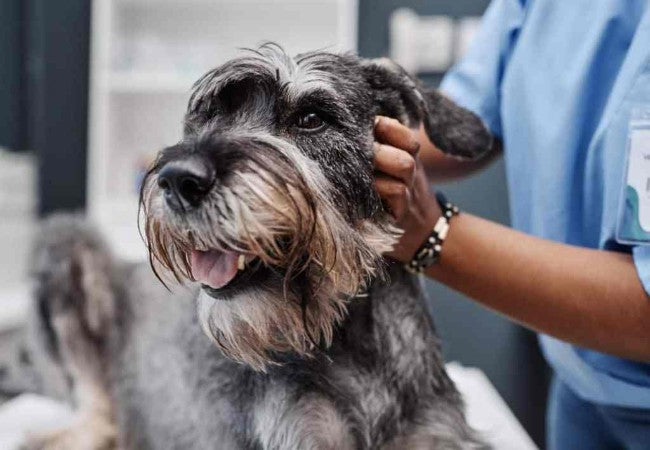 Vet’s 2025 Guide to Cholelithiasis in Dogs – Gallstones Diagnosis, Treatment & Prevention 🐶