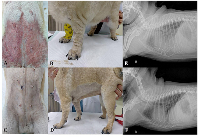 Vet’s 2025 Guide to Eosinophilic Pneumonia in Dogs 🐶 Immune-Mediated Lung Inflammation🩺