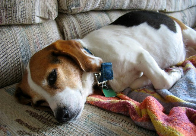 Vet’s 2025 Guide to Gallbladder Mucocele in Dogs – Diagnosis, Treatment & Prevention 🐶